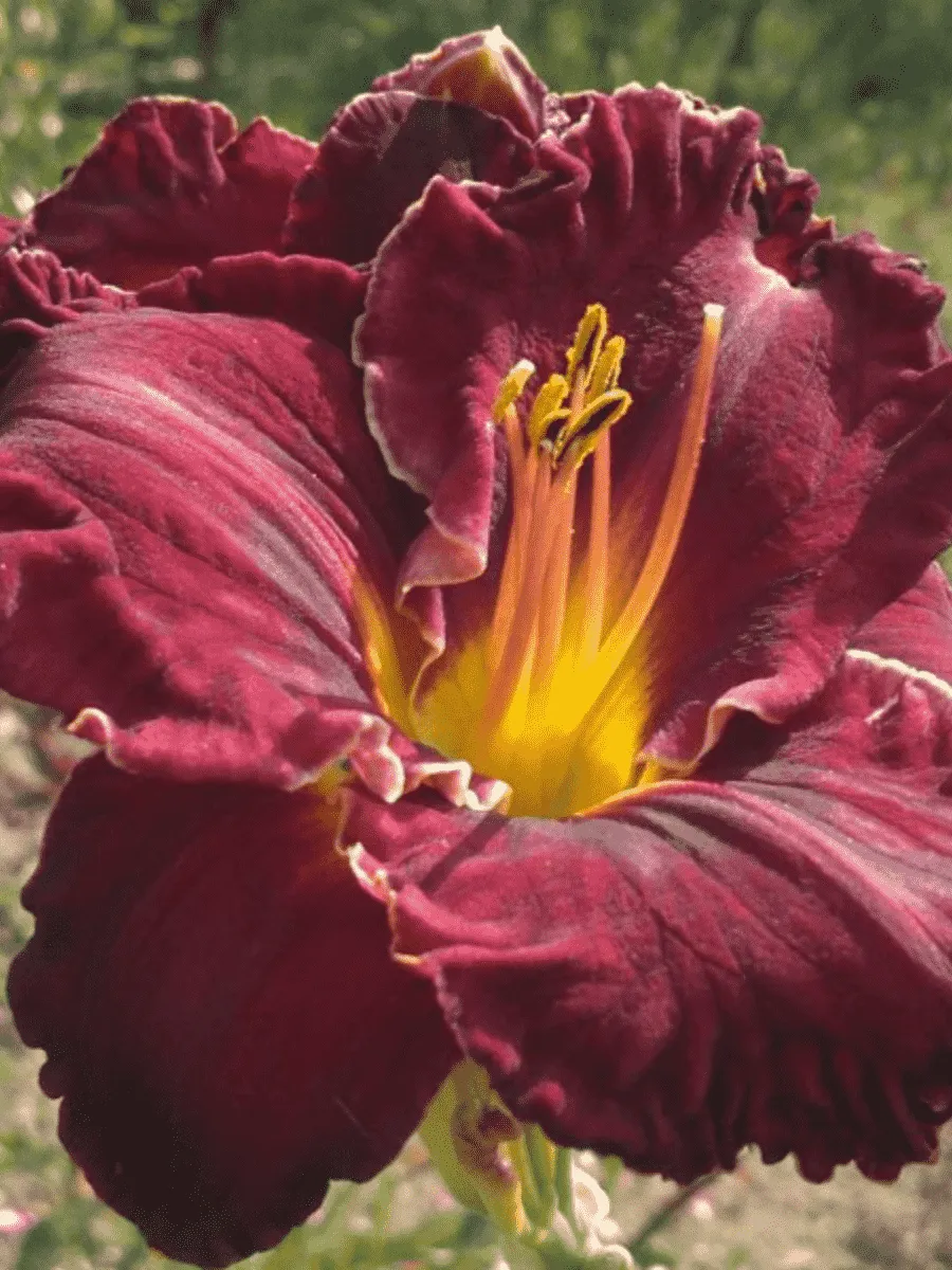 Лилейник Purplelicious