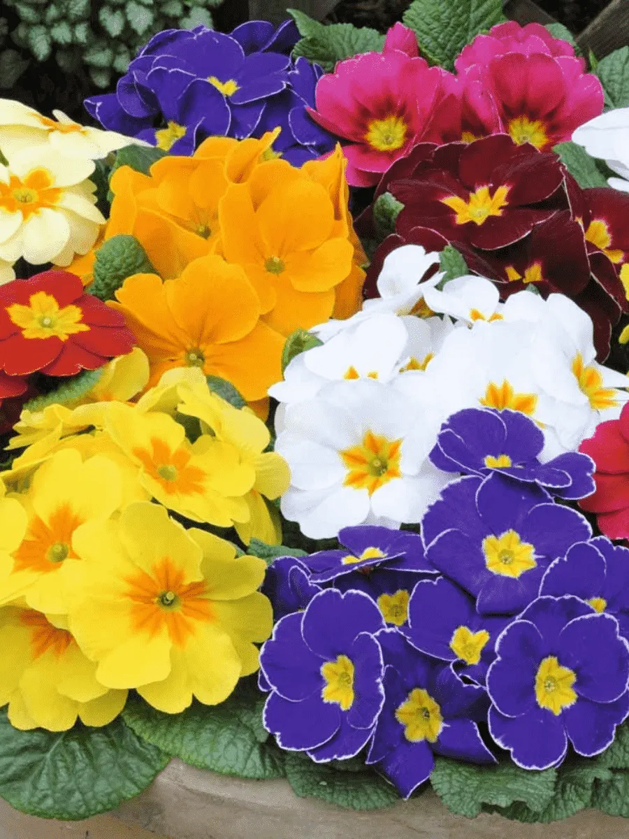 Примула бесстебельная Mix