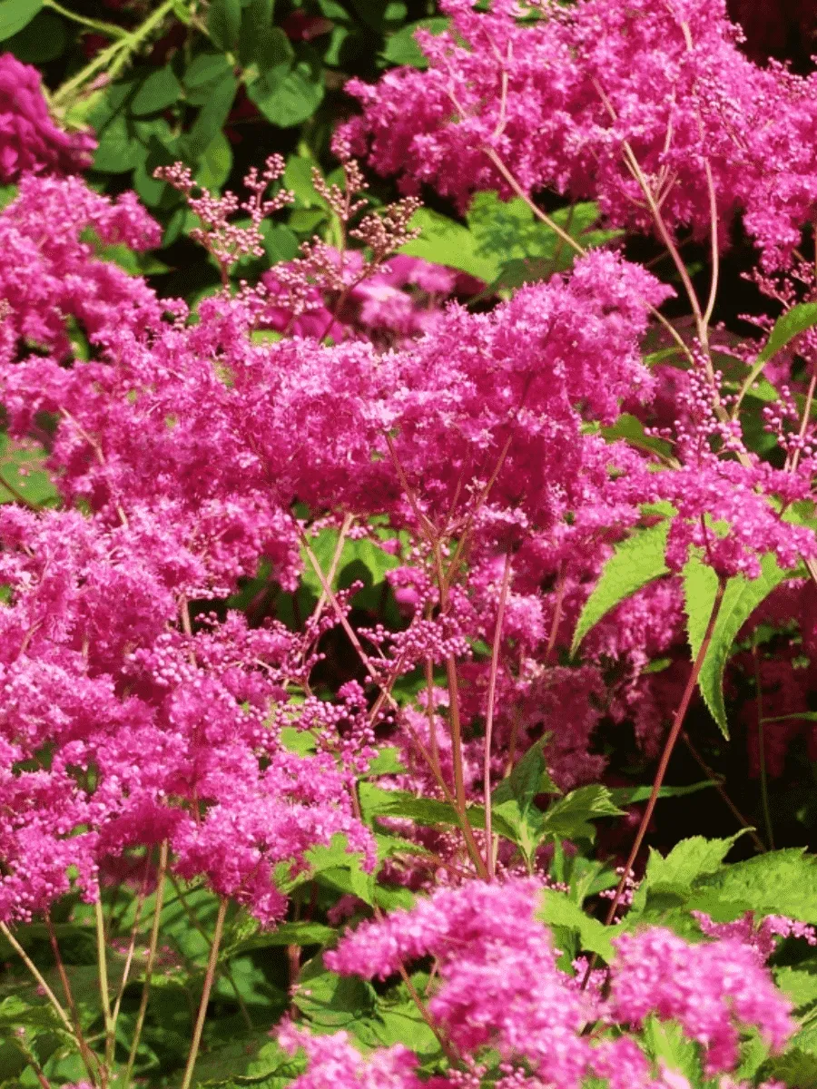 Лабазник пурпурный Elegans Лабазник пурпурный Elegans