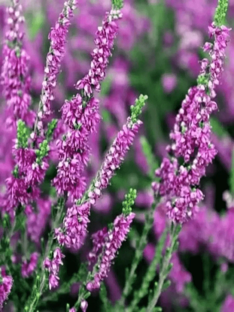 Вереск обыкновенный Colette