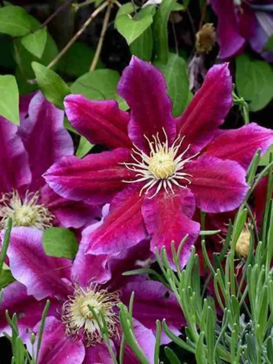 Клематис гибридный Hania Клематис гибридный Hania