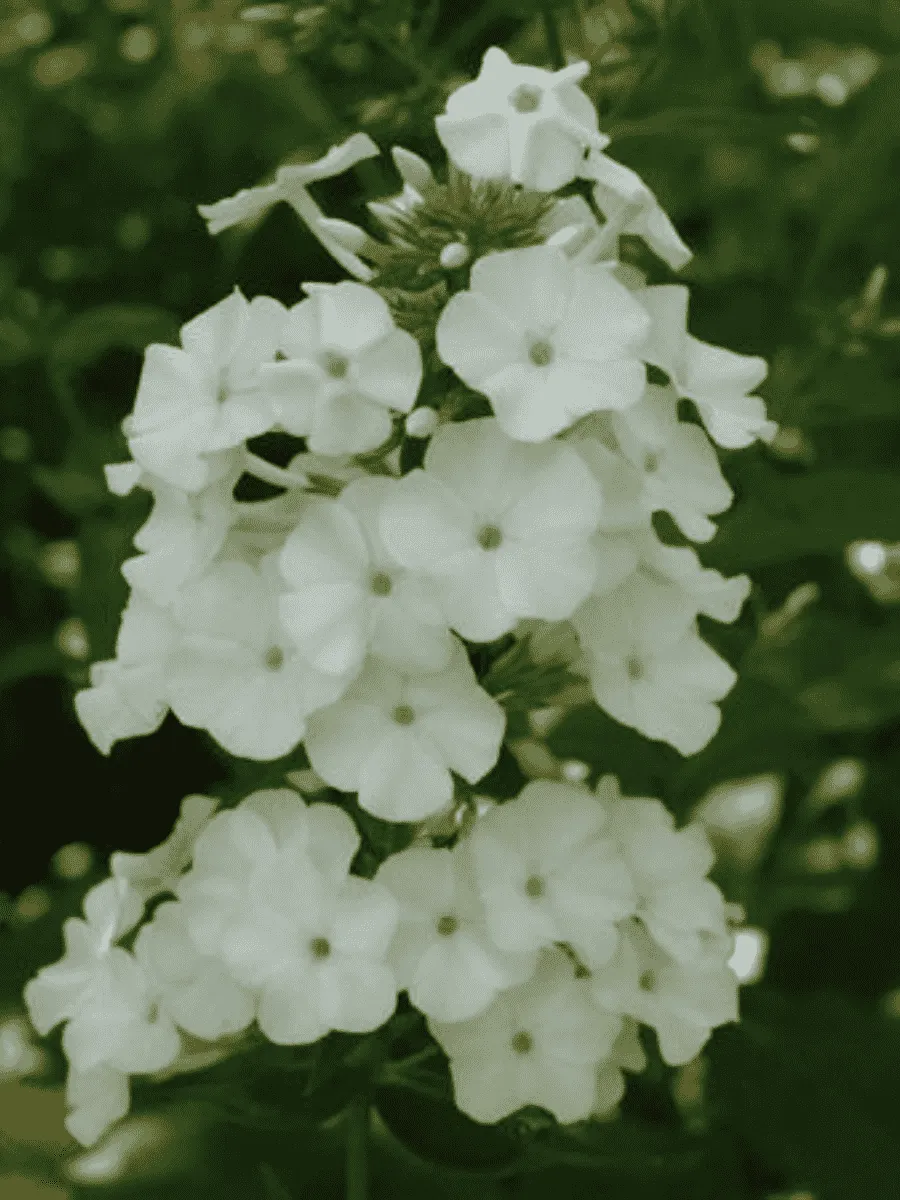 Флокс пятнистый Schneelawine