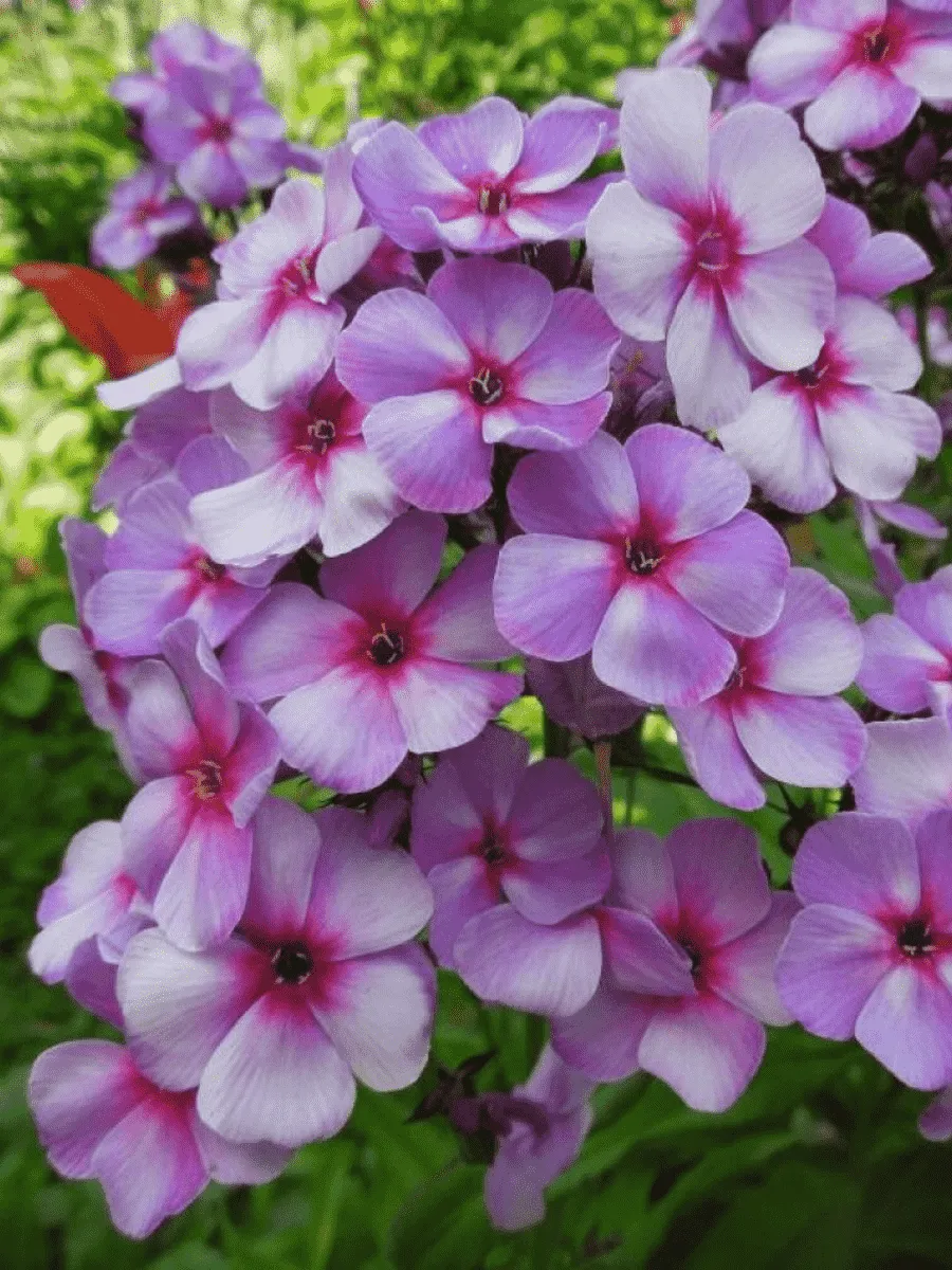 Флокс метельчатый Swirley Birly