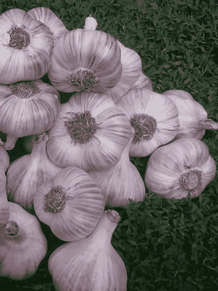 Чеснок Озимый Любаша Чеснок Озимый Любаша