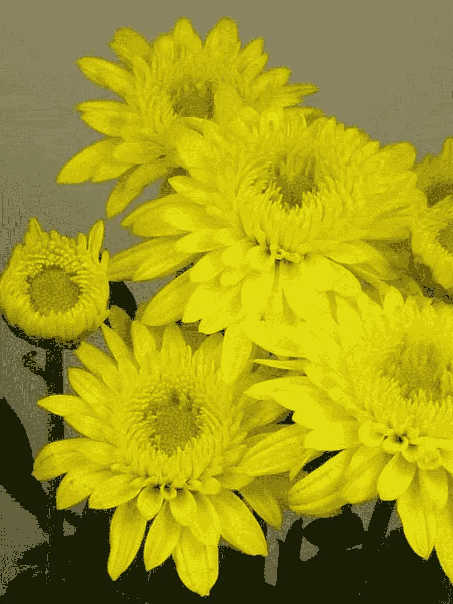 Хризантема  Beppie Yellow