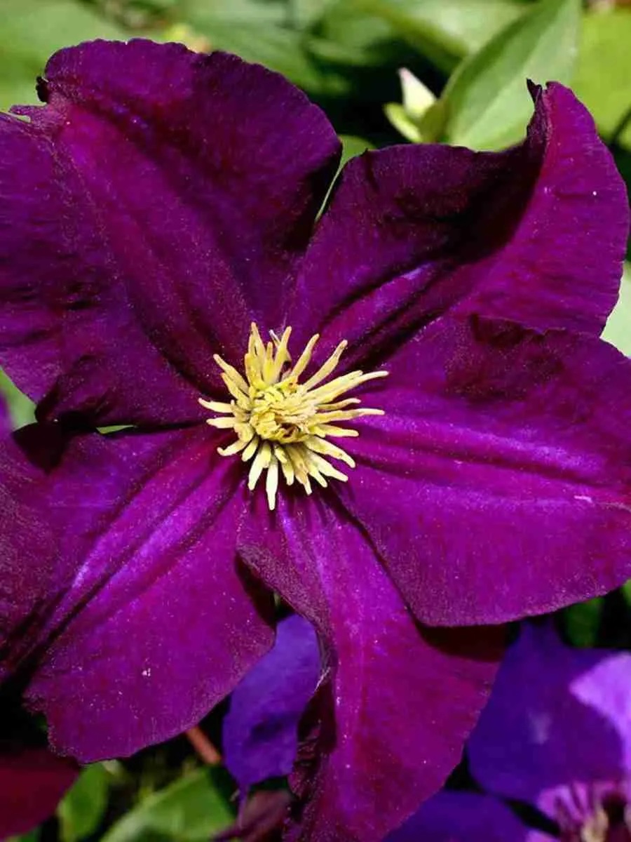 Клематис гибридный Lech Kaczynski Клематис гибридный Lech Kaczynski