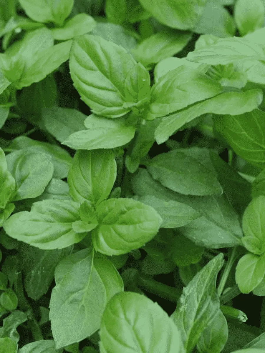 Мята Basil Mint