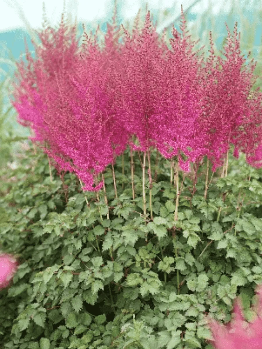 Астильба китайская Blackcurrant Cake