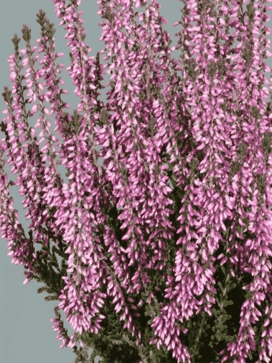 Вереск обыкновенный Lisbeth