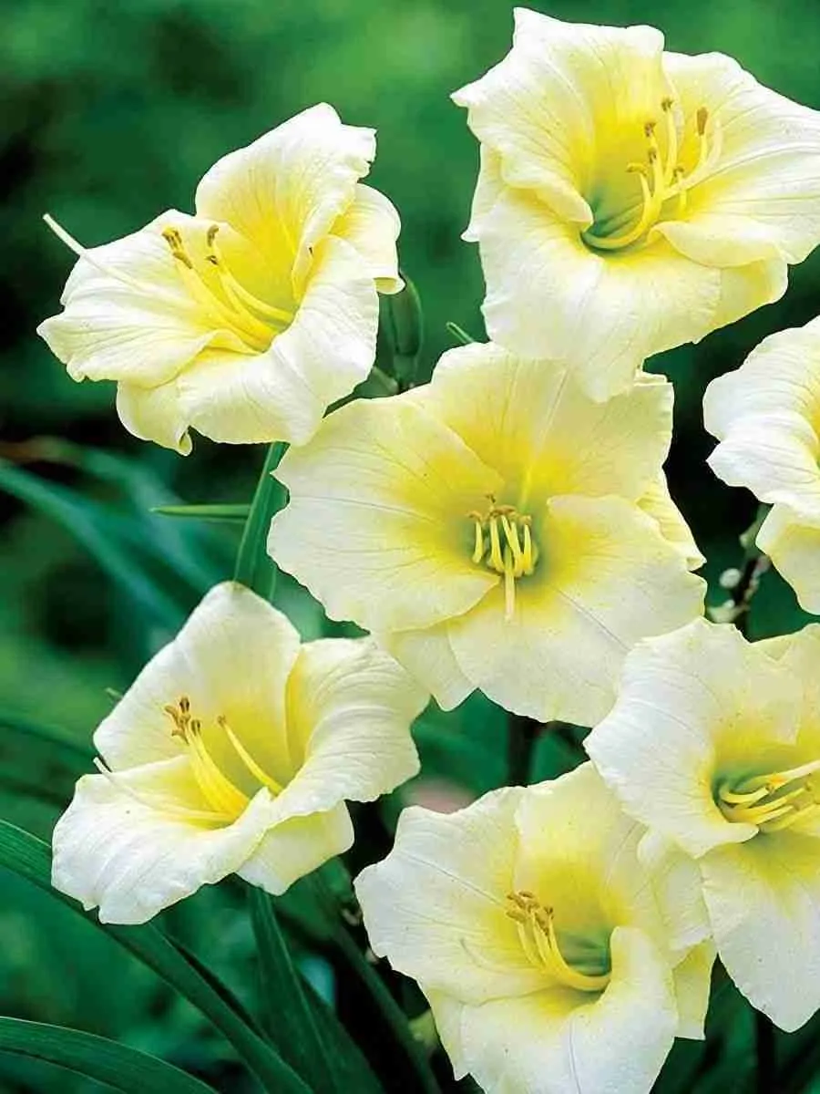 Лилейник Longfields Pearl