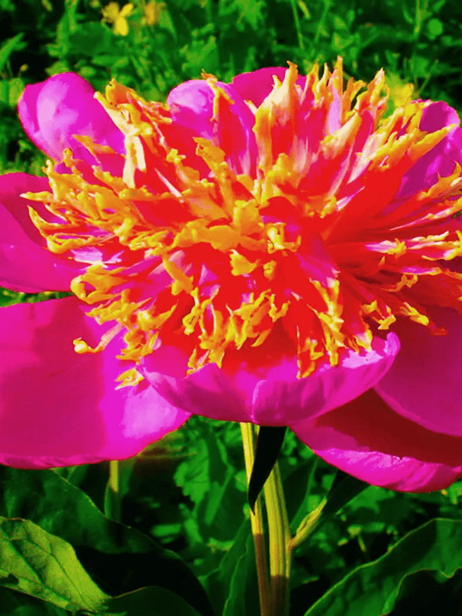 Пион Молочноцветковый Tom Eckhardt