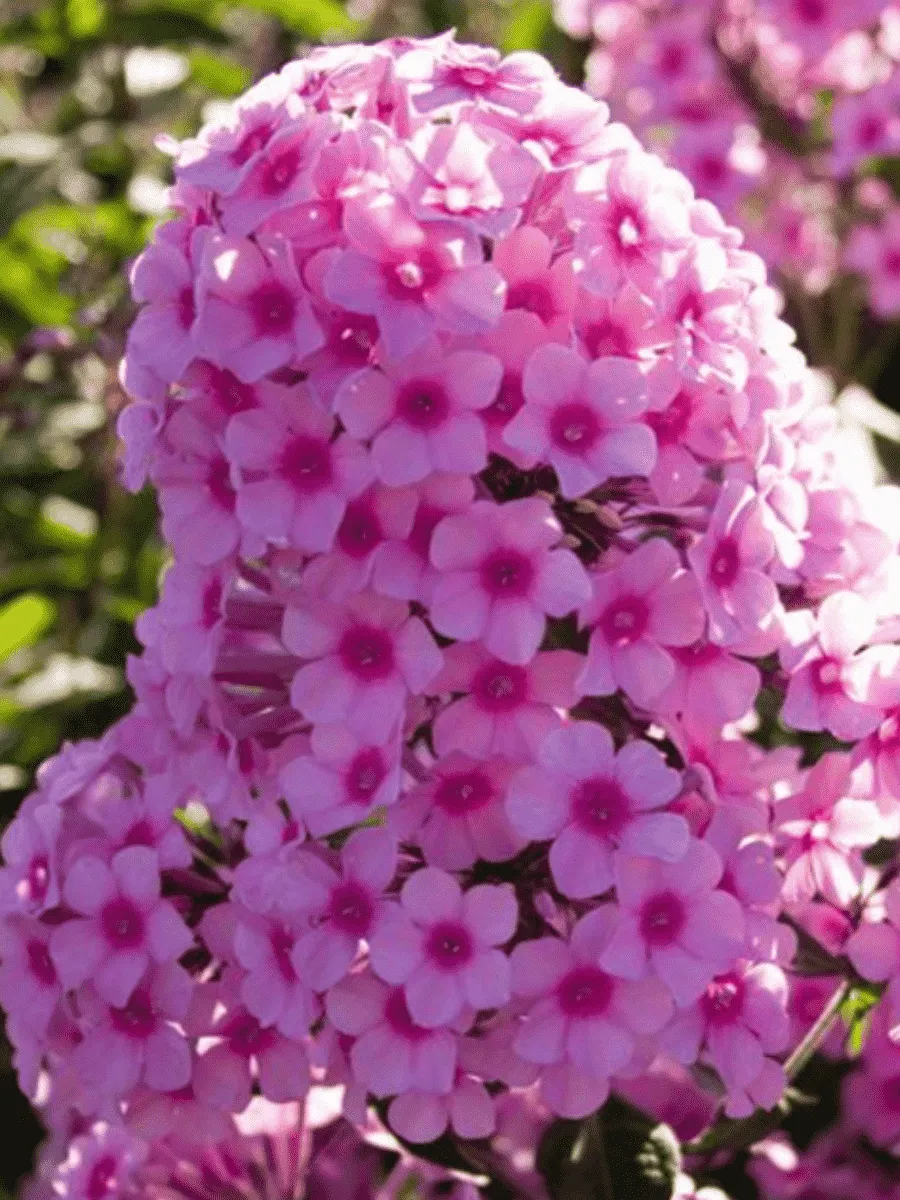 Флокс метельчатый Miss Pepper