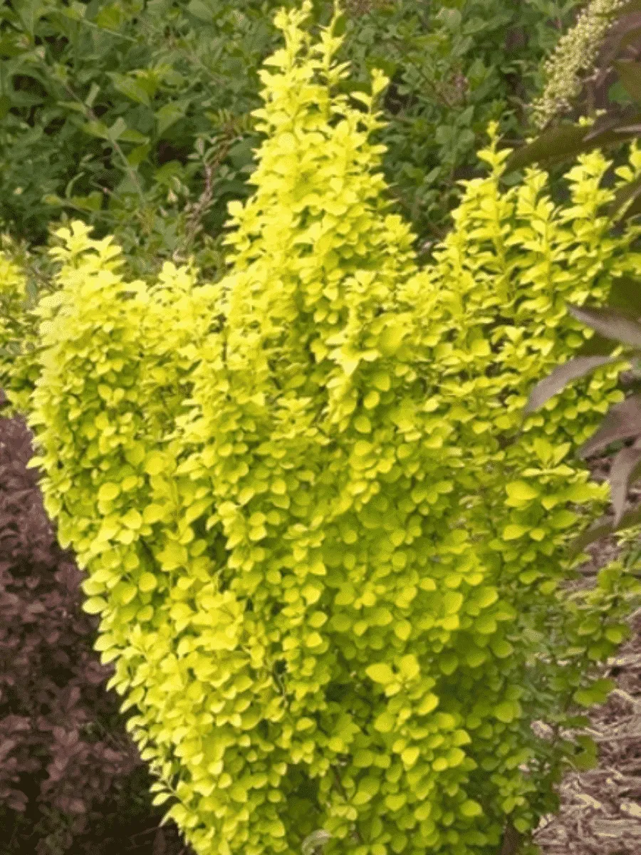 Барбарис Тунберга Golden Tower