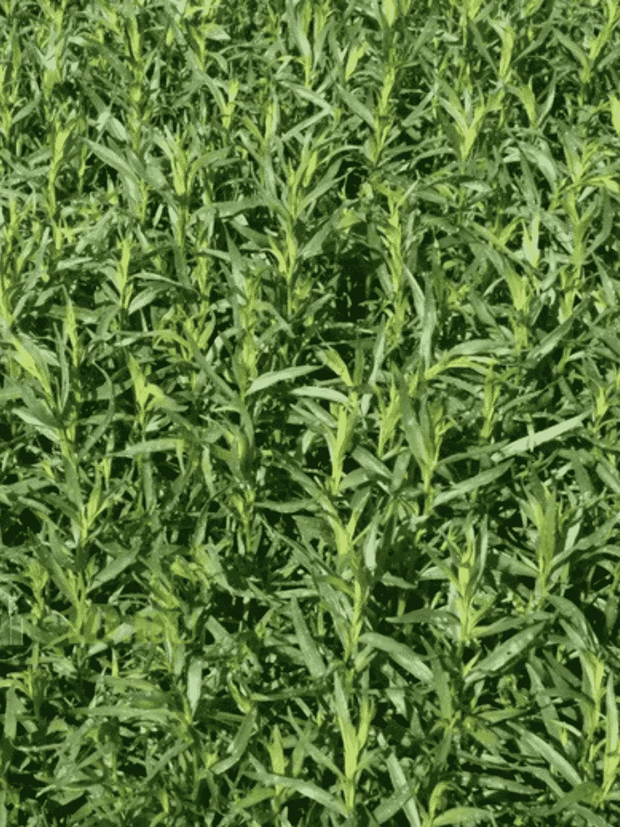 Эстрагон Pfefferkorn