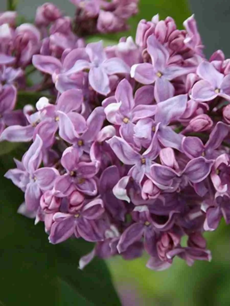 Сирень обыкновенная Gilbert