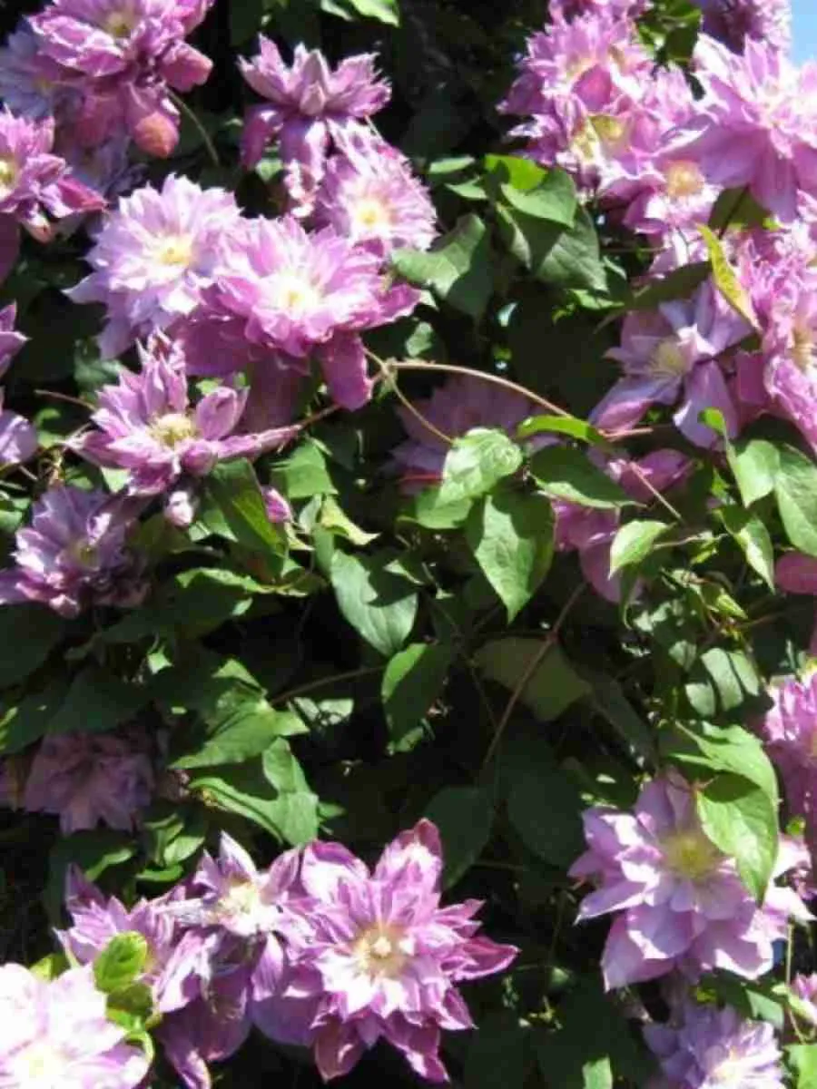 Клематис гибридный Proteus Клематис гибридный Proteus