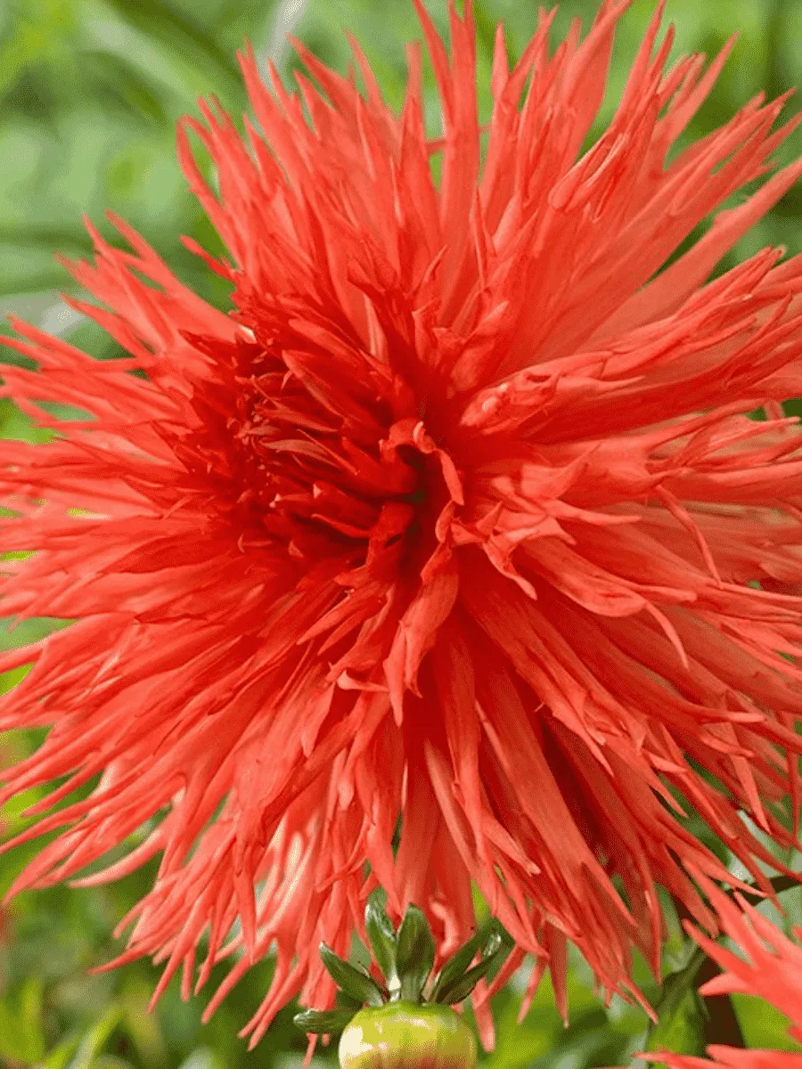 Георгина Mel's Orange Marmalade