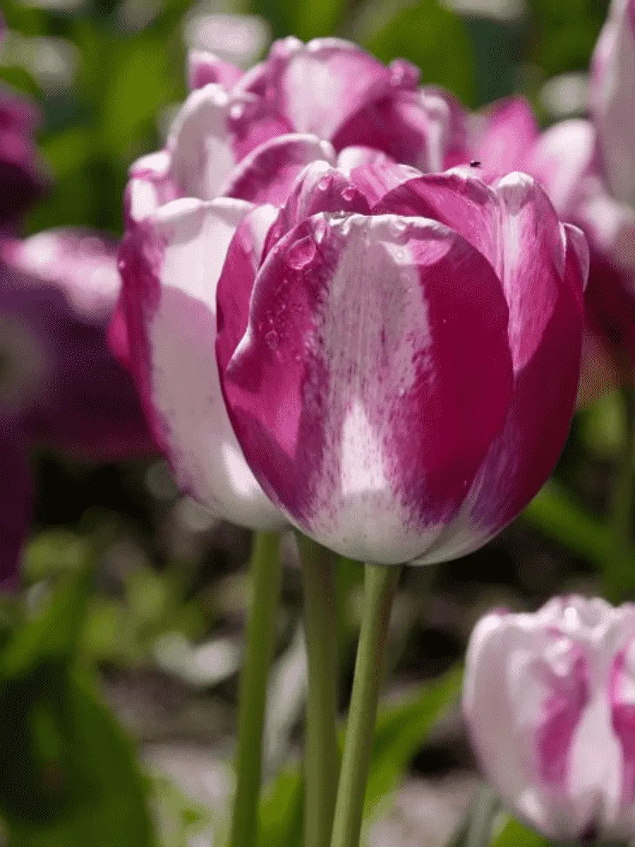 Тюльпан триумф Hotpants