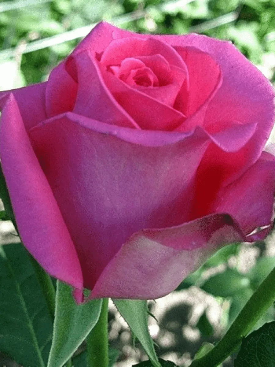 Роза чайно-гибридная Ravel