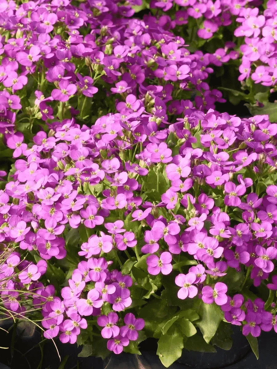 Арабис кавказский Catwalk Pink