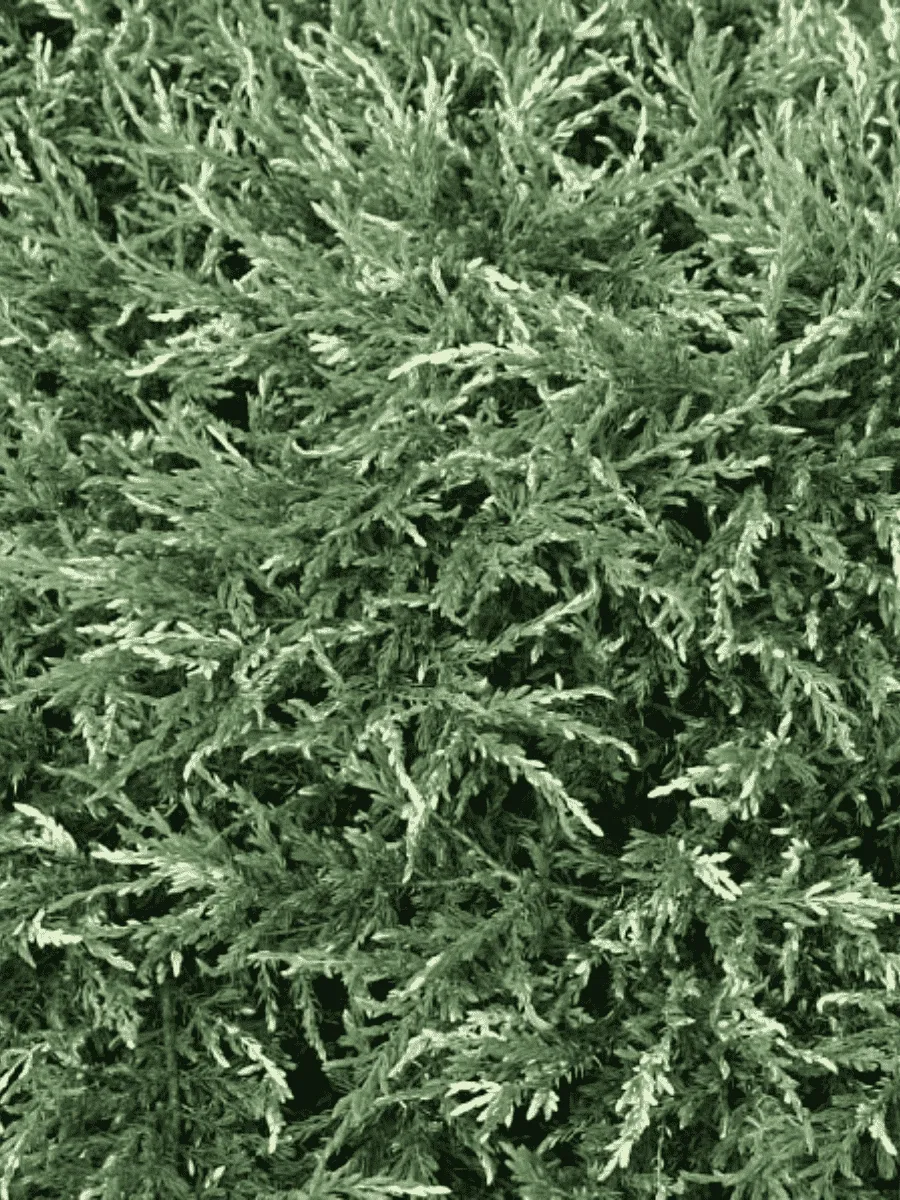 Можжевельник обыкновенный Spotty Spreader