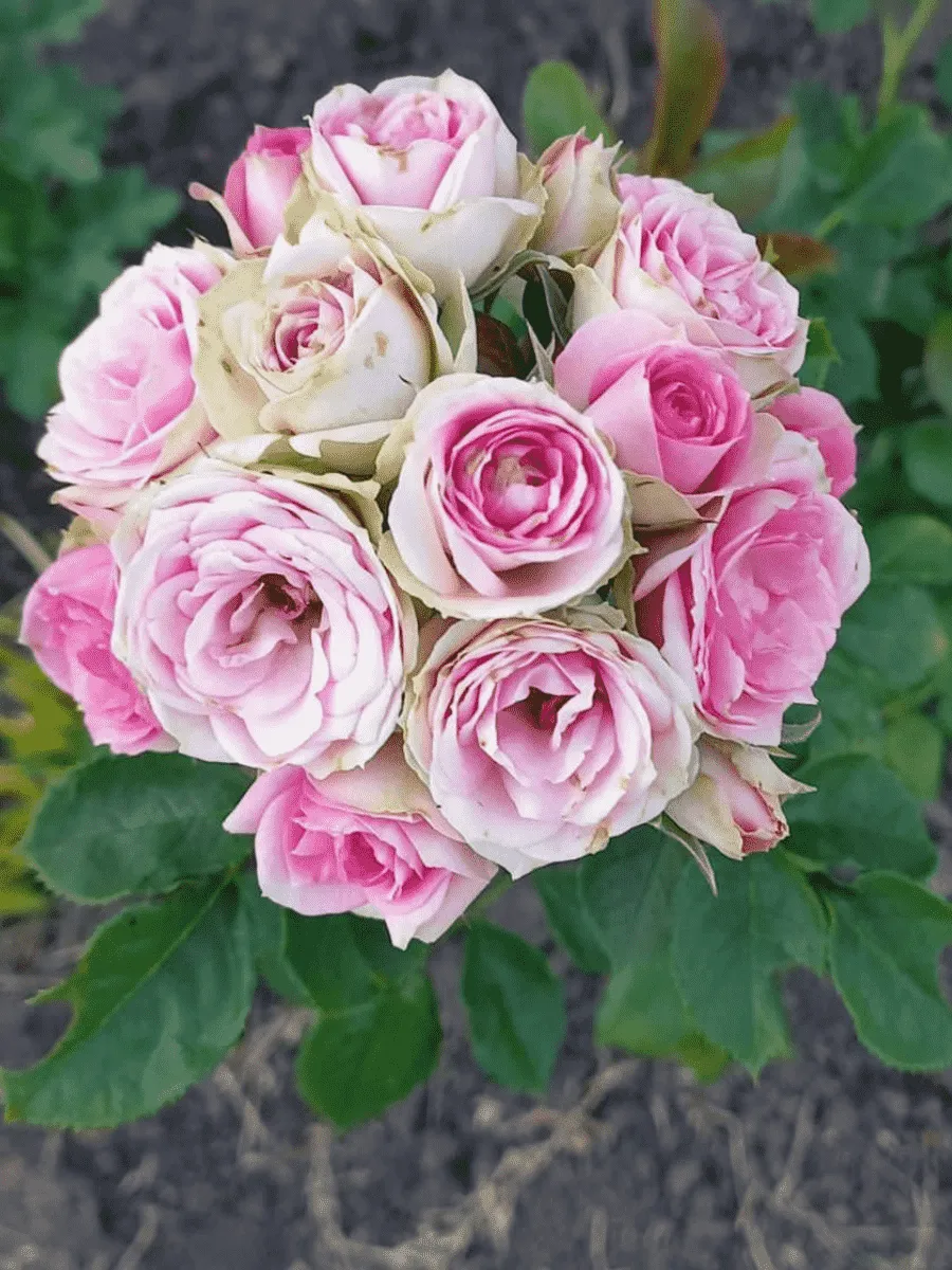 Роза спрей Mimi eden Роза спрей Mimi eden