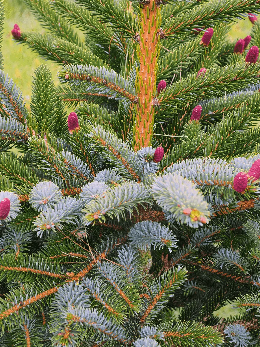 Ель двуцветная Ель двуцветная