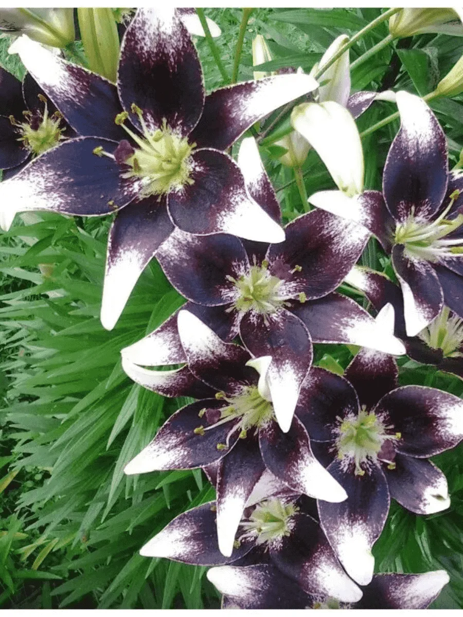 Лилия Purple Heart