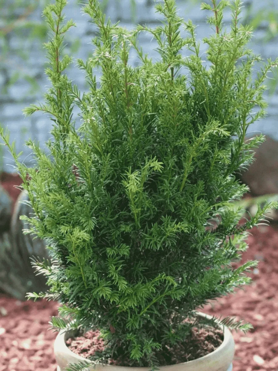 Тис средний Groenland Тис средний Groenland