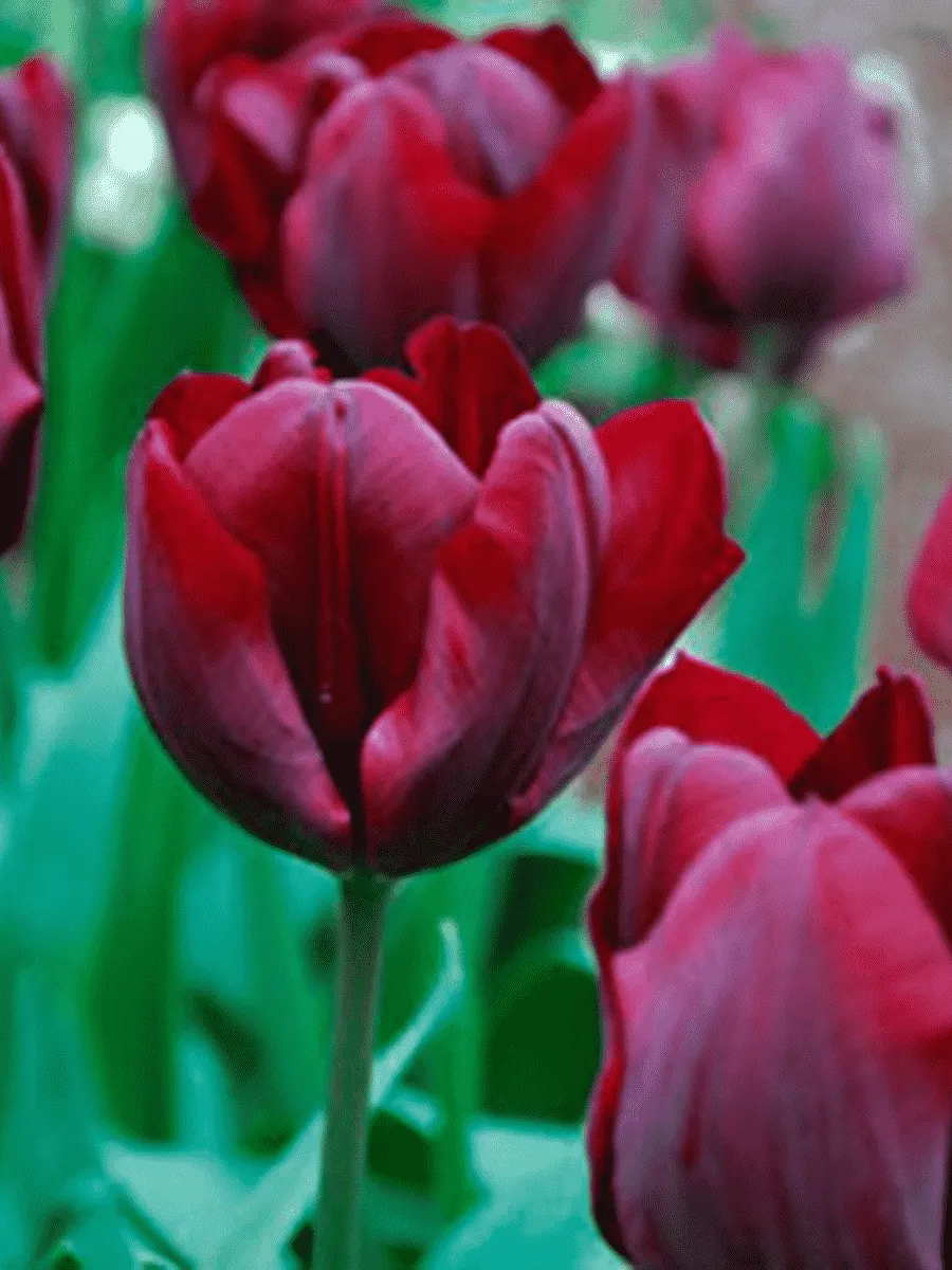 Тюльпан триумф Ronaldo