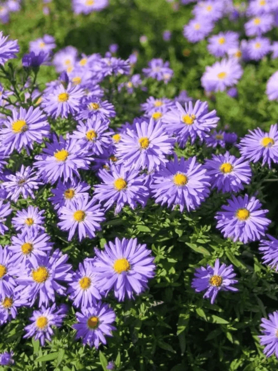Астра кустарниковая Lady in Blue