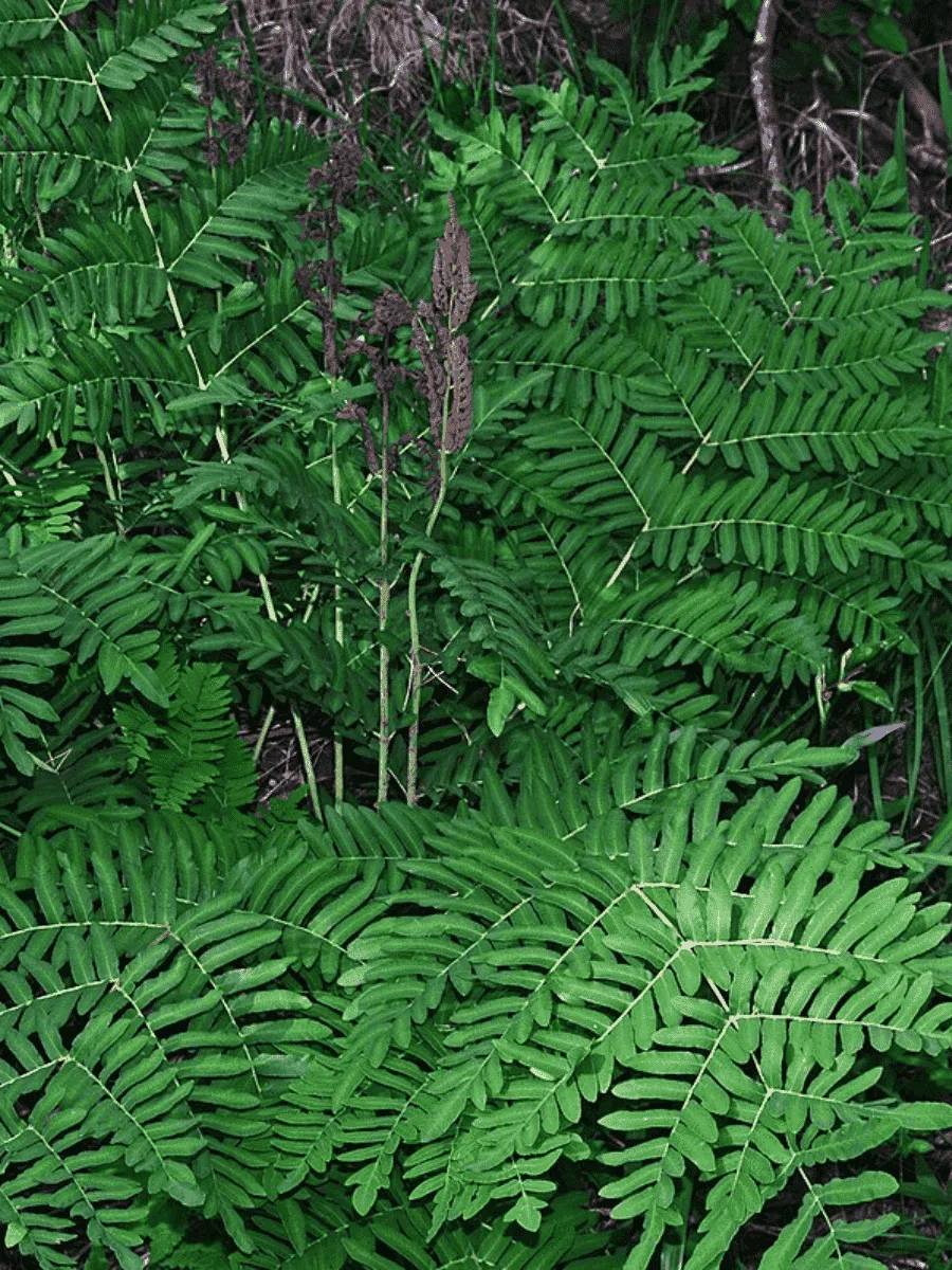 Чистоуст величавый Japonicum Чистоуст величавый Japonicum