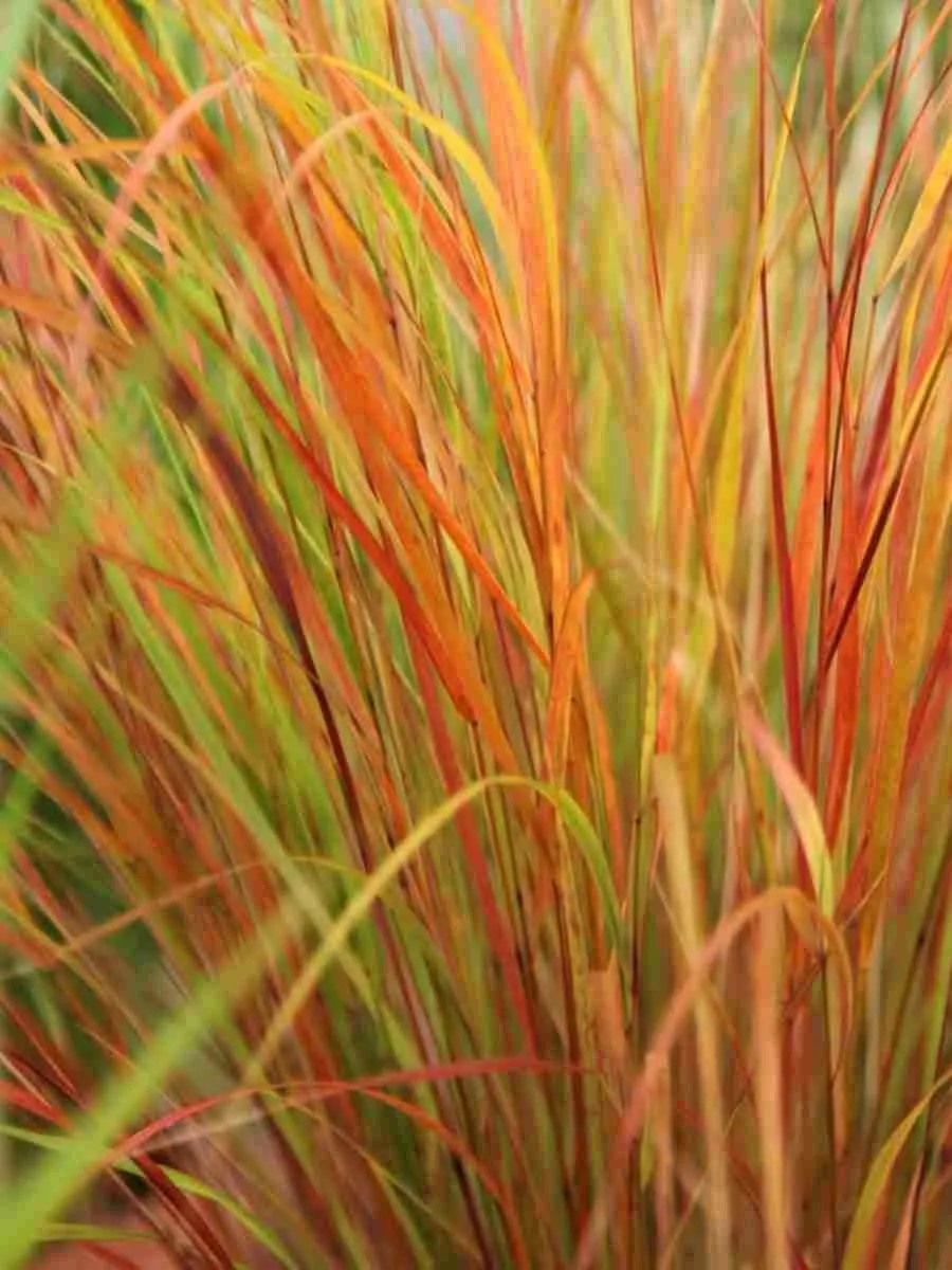 Анемантеле тростниковидный Sirocco Анемантеле тростниковидный Sirocco