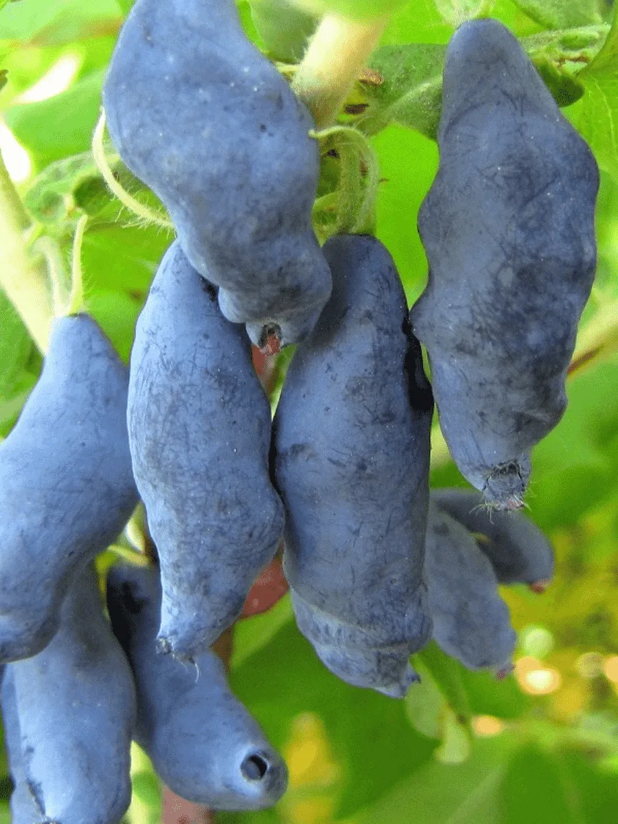 Жимолость плодовая Нимфа Жимолость плодовая Нимфа