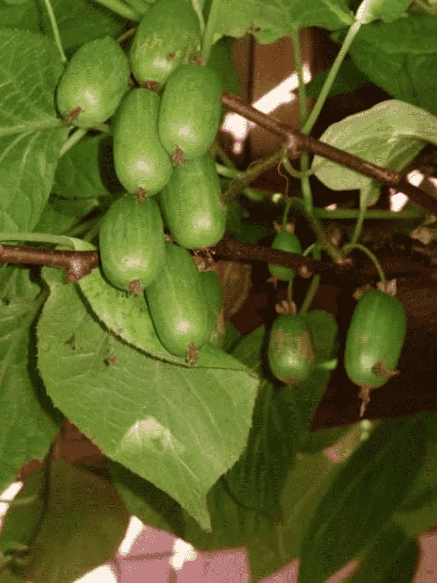 Актинидия коломикта Сентябрьская Актинидия коломикта Сентябрьская