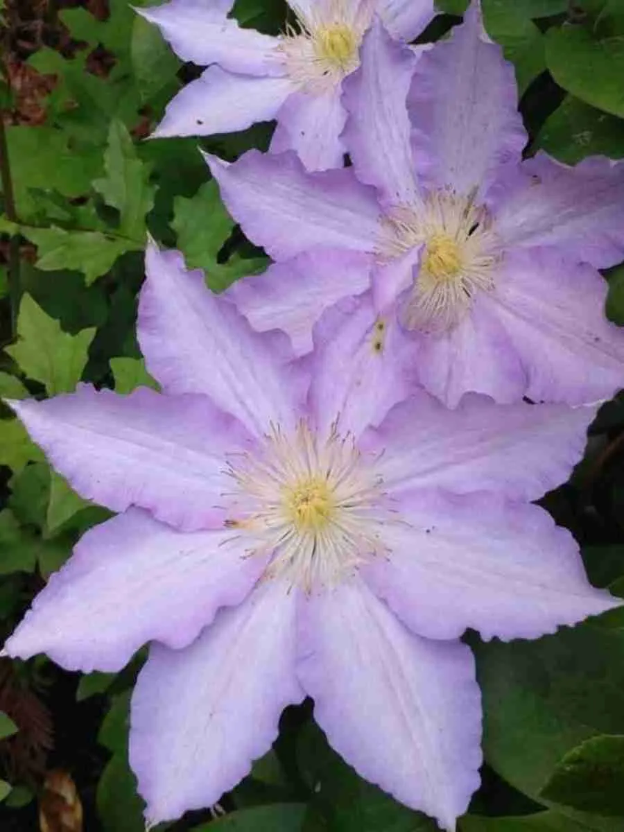 Клематис Thyrislund