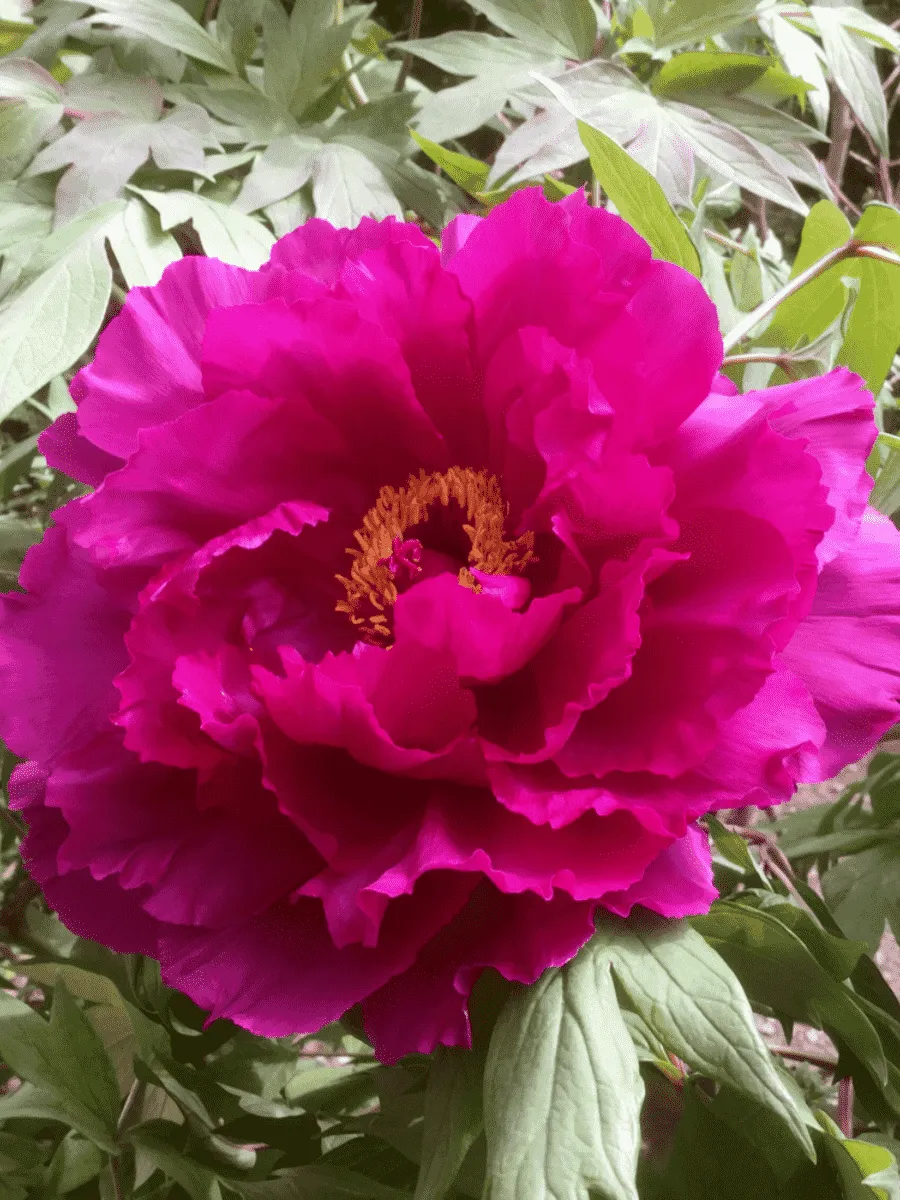 Пион древовидный Coiled Leaf Red