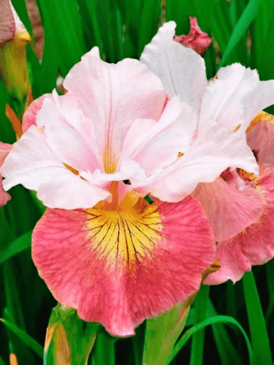 Ирис сибирский Sugar Rush