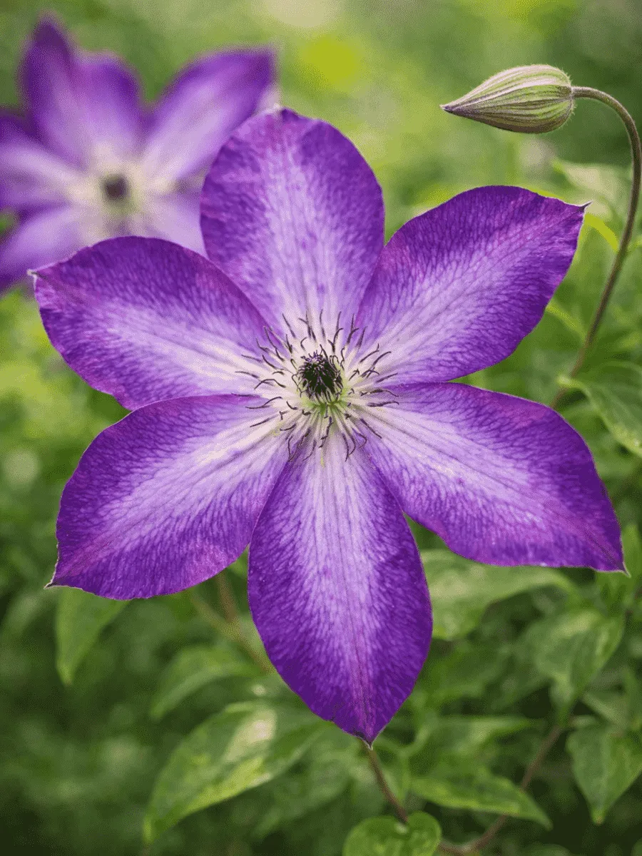 Клематис Venosa Violacea