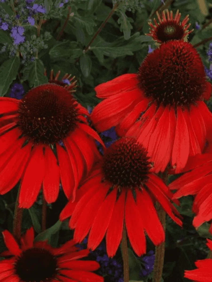 Эхинацея пурпурная Red