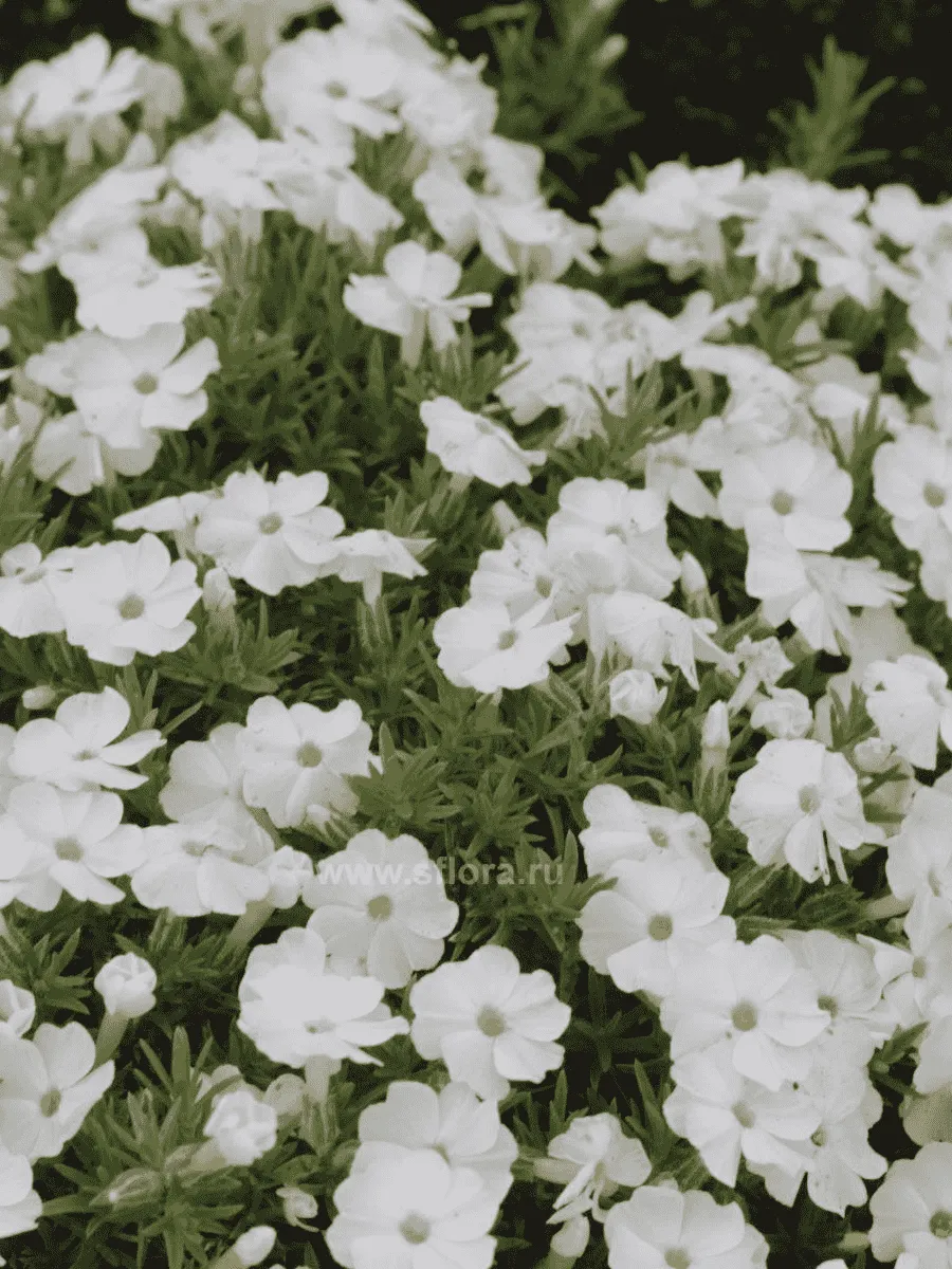 Флокс дугласа Admiral White
