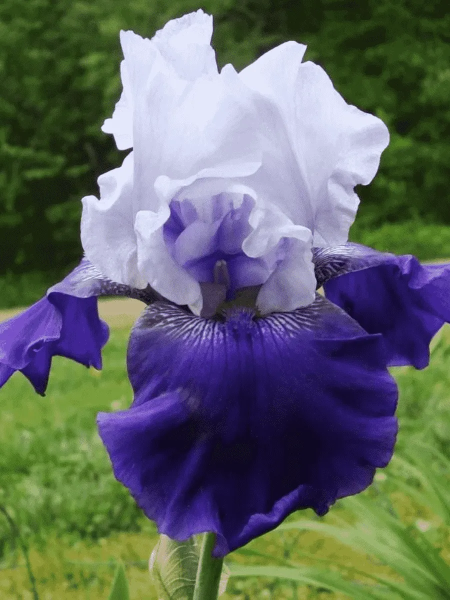 Ирис германский Best Bet