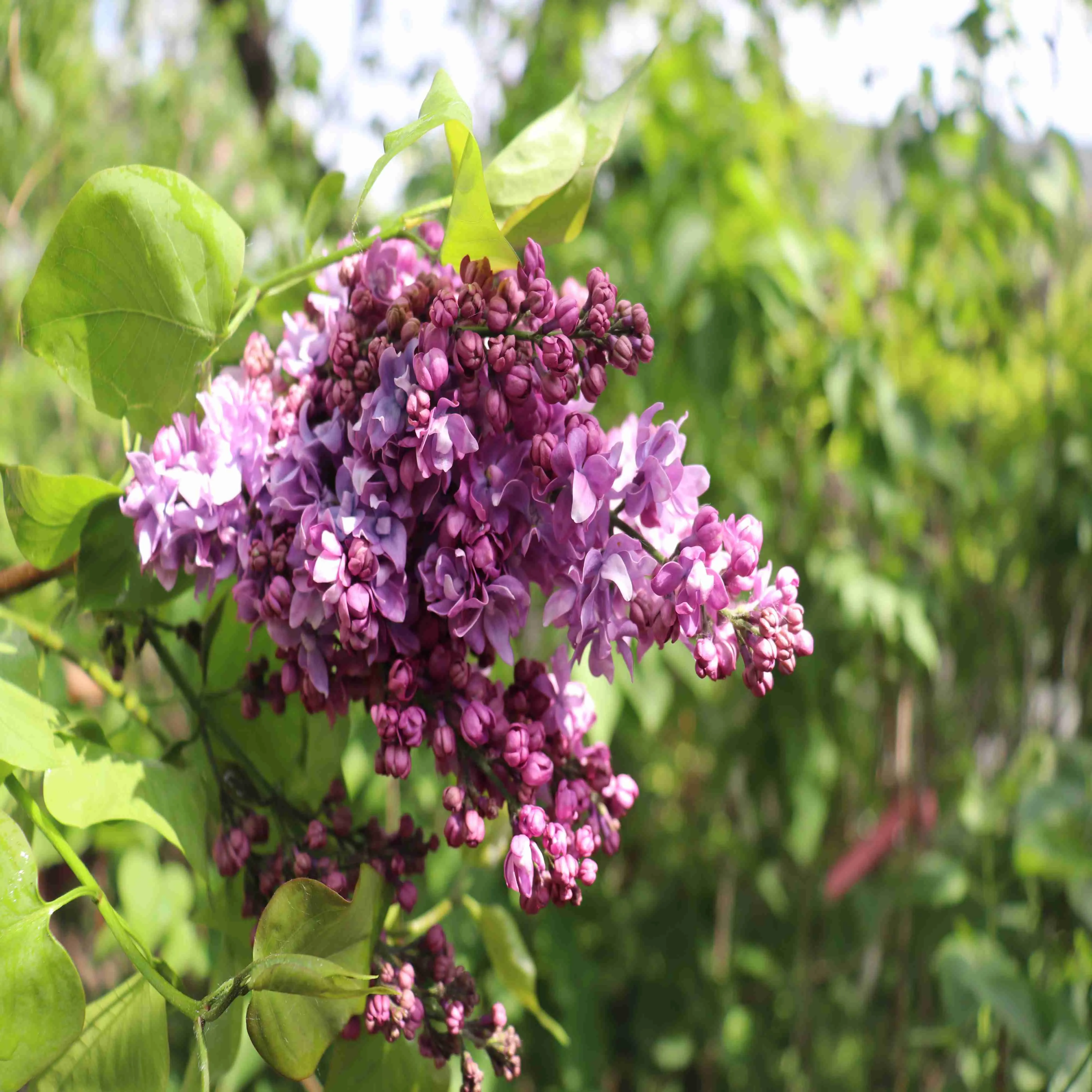 Сирень обыкновенная Георгий Свиридов