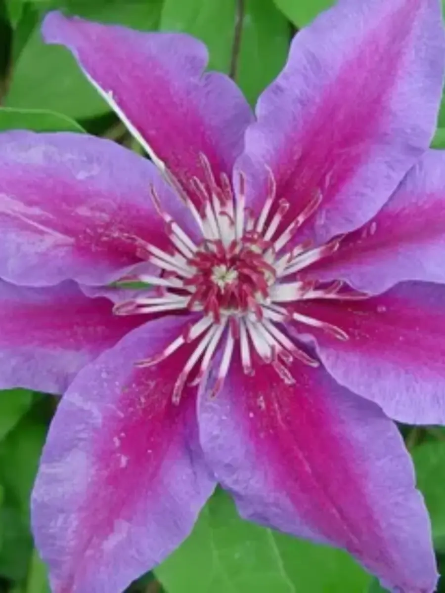 Клематис гибридный Fireworks