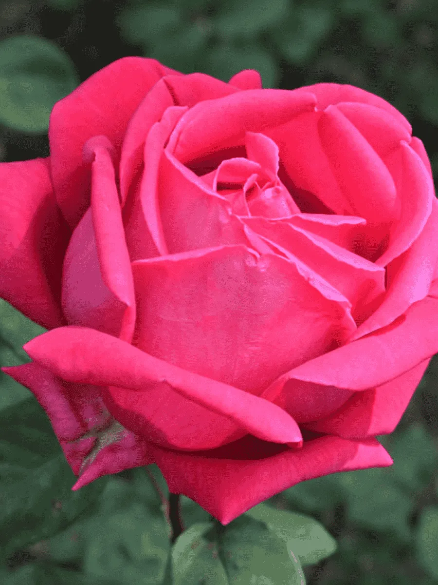 Роза чайно-гибридная Прекрасная таврида