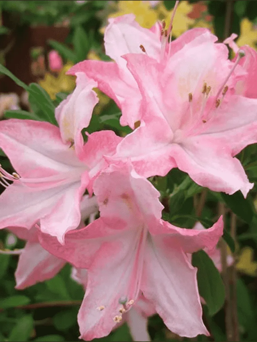 Азалия крупноцветковая Jolie Madame Азалия крупноцветковая Jolie Madame