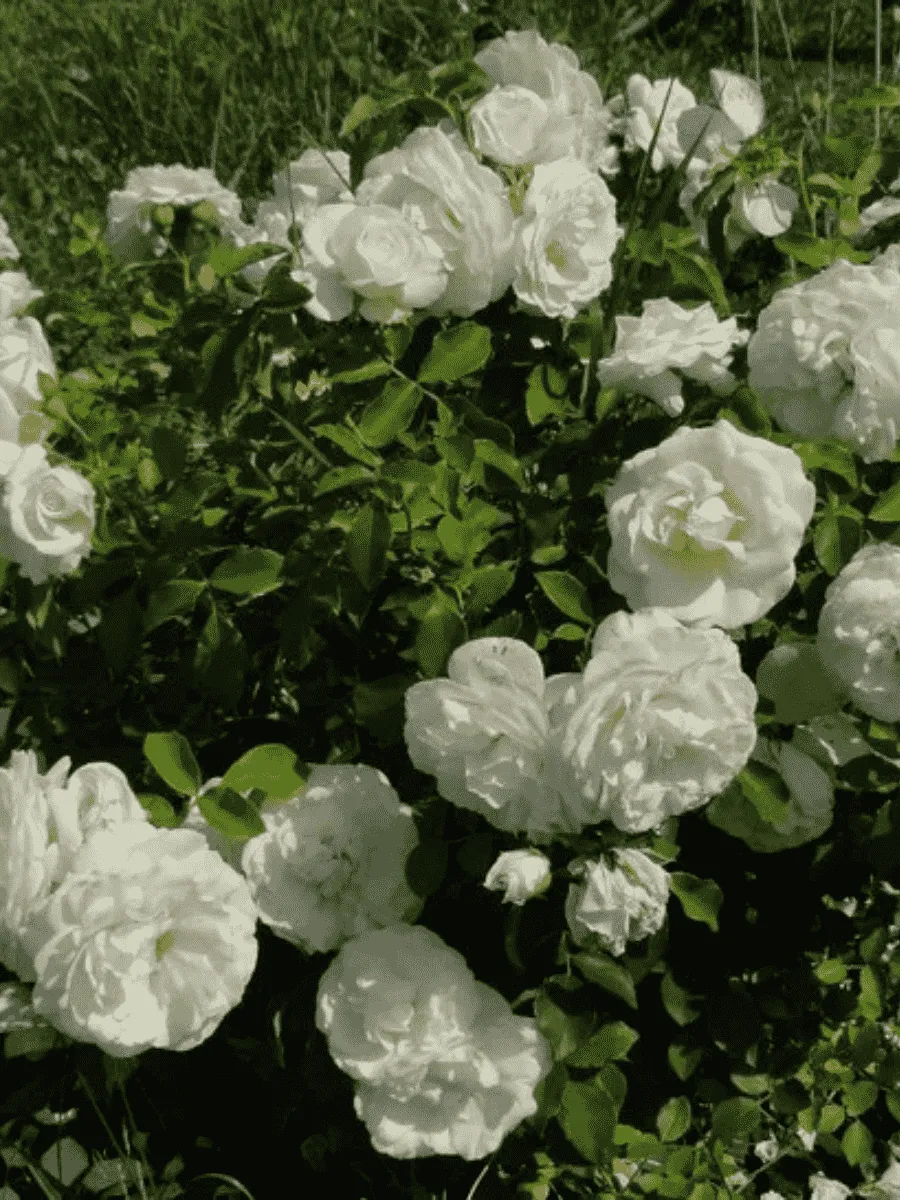 Роза штамбовая Kosmos