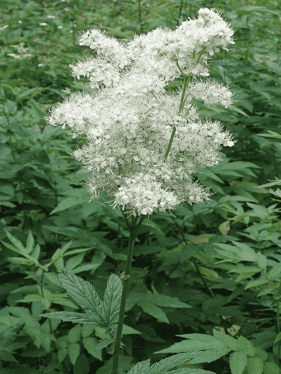 Лабазник вязолистный Лабазник вязолистный