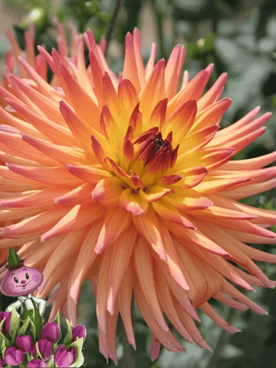 Георгина Icarus