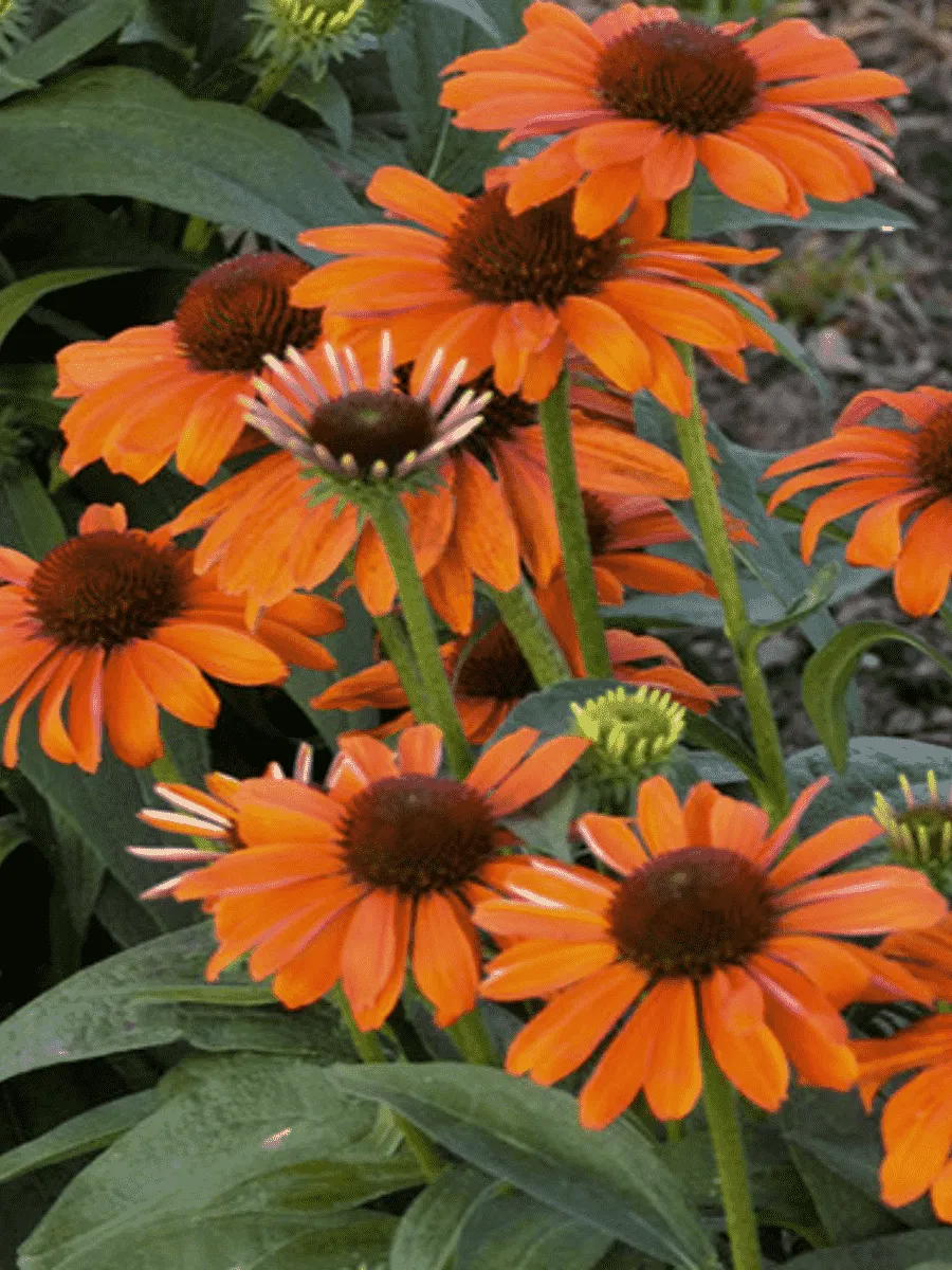 Эхинацея пурпурная Lakote Orange